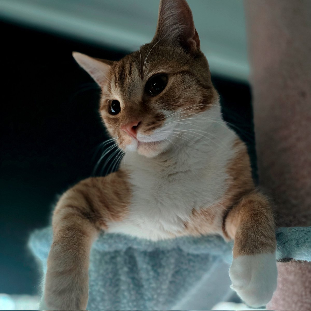 kirsti || wee koopy 🌸 tweet media