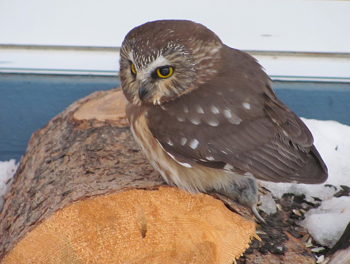NPSYouth's tweet image. "Seriously, am I the Superb Owl?" The Northern Saw-whet 🦉 Owl is a highly nocturnal owl and consequently, seldom seen. 

Learn more about different kinds of owls at @RedwoodNPS while you’re at it ➡️ nps.gov/redw/learn/nat…

📸 NPS

#FindYourPark #Owls #NPSYouth
