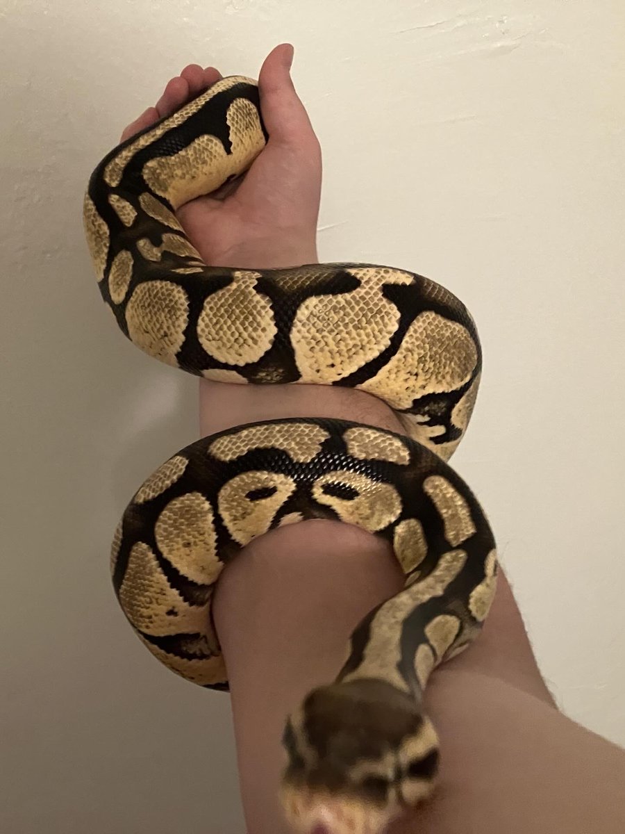 Seth Wade tweet media