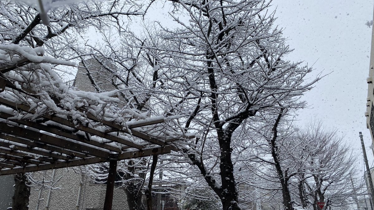 on1000t's tweet photo. 今日は地元が一時結構な降雪量❄️でした。近所の公園にて https://t.co/bMAsJIMm7A