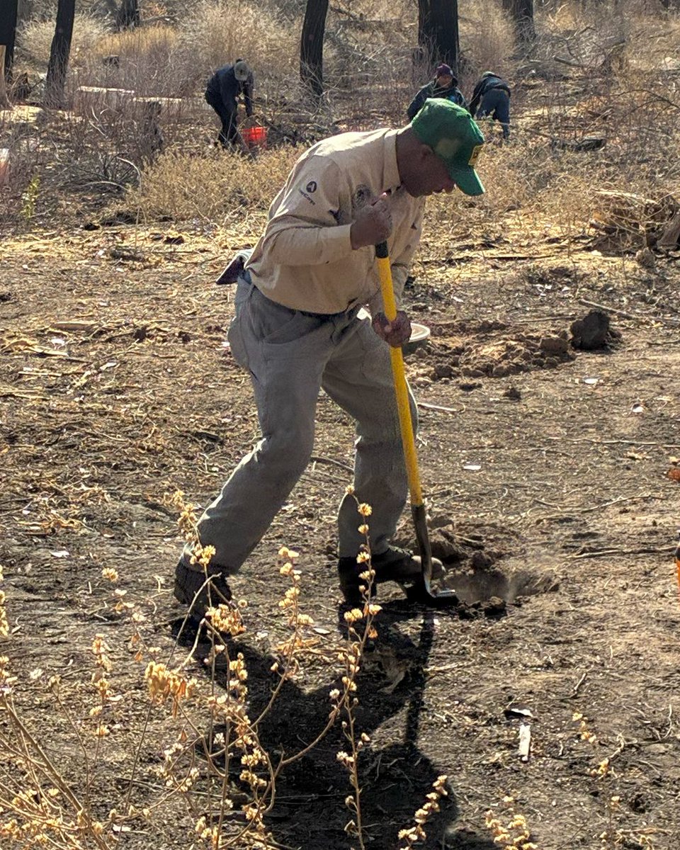 ServeNewMexico's tweet photo. @AncestralLands @oneabq #AmeriCorps #ServeNewMexico #MLKDayOfService #AncestralLands #ALCC #BeTheChange #GettingThingsDone #NationalService #RestorationWork #BosqueRestoration #CommunityStewardship #NativePlants #ConservationCorps https://t.co/dMWmogbCSB