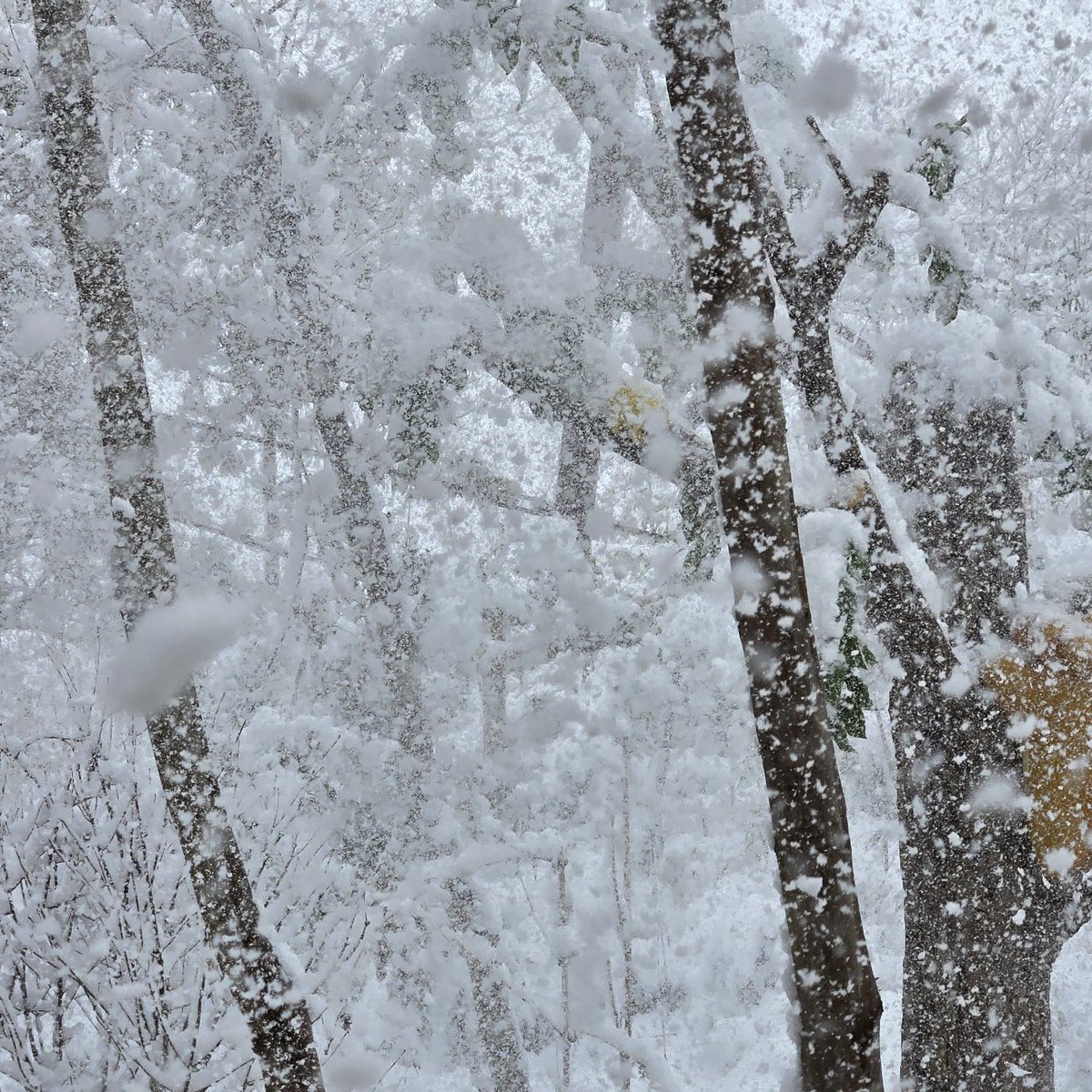 Sakura_ovoovo's tweet photo. 白銀のポケパークカントー
たぶんレアだよね

雪でもみんな元気だったよ
そして突然のふぶきとポケモンの鳴き声
サイホーン？君かな、いまのふぶき使った子は😂 https://t.co/e75fRitjPR