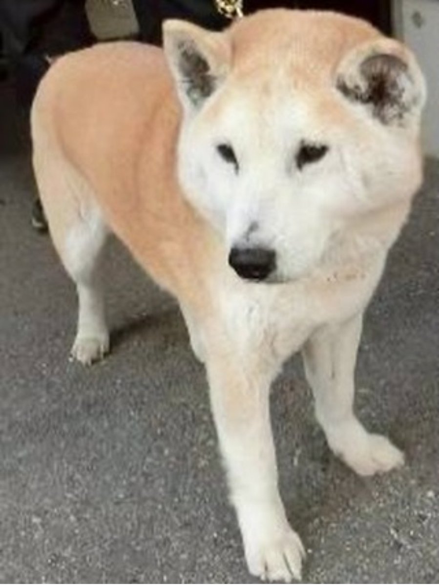 #拡散お願いします
迷い犬の飼い主さまを探しています
2026.2.6さぬき市津田町津田で保護
オス 茶色革製首輪
情報があれば至急ご連絡ください
宜しくお願いします
緊急連絡先08039256890オギタ
 #縁
 #動物愛護団体
 #保護犬
 #保護猫
 #迷い犬
 #迷い猫
 #犬猫ボランティア

instagram.com/p/DUevHXLEmd8/…