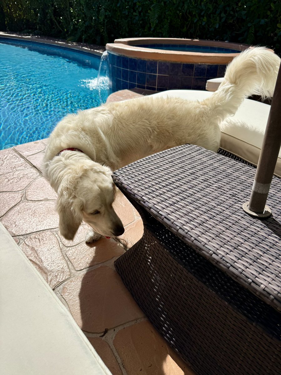The huntress looking for lizards on this gorgeous Sunday