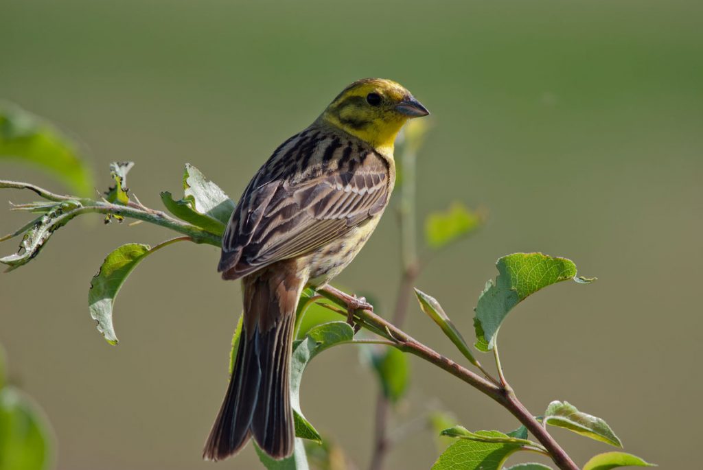 CLA North tweet media