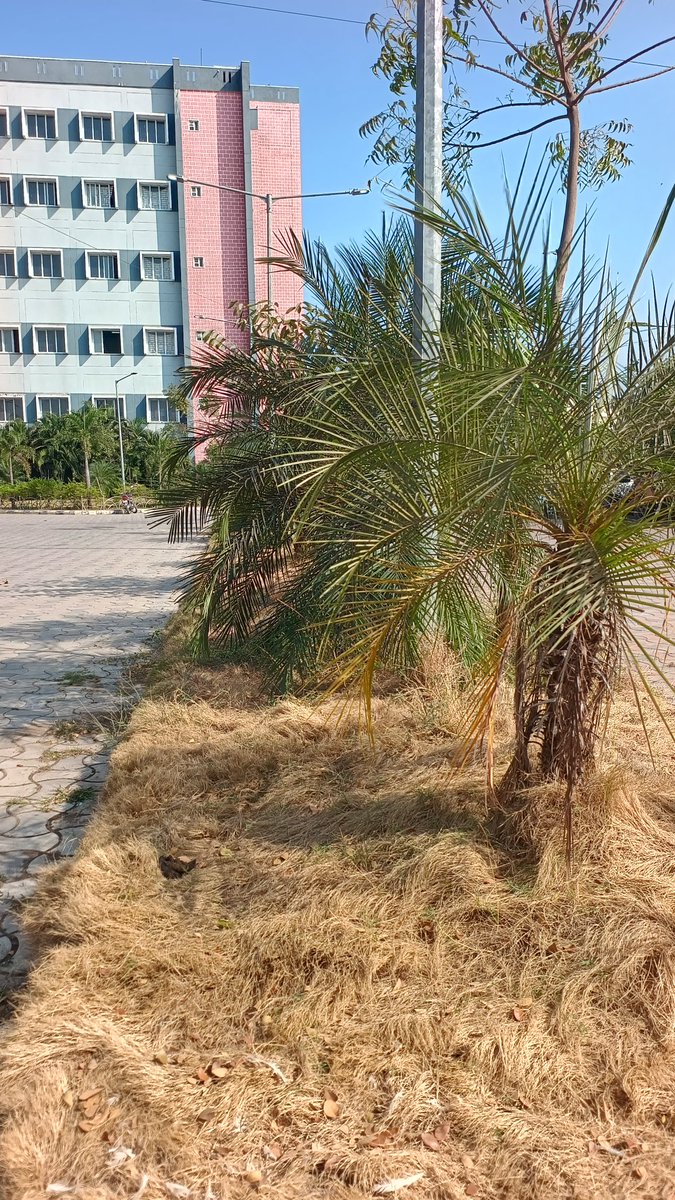 The greenery in the parking area of Adilabad Super Speciality Hospital is drying up due to lack of water and poor maintenance. Authorities are requested to take immediate action.<a href="/PayalShanker_/">Payal Shanker</a> <a href="/Collector_ADB/">Collector Adilabad</a>