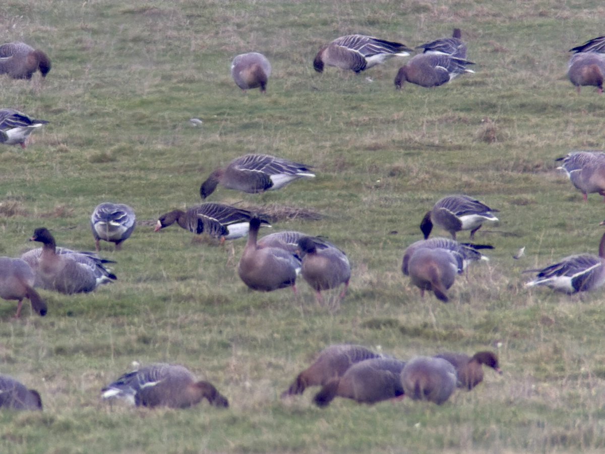 Stuart's birding tweet media