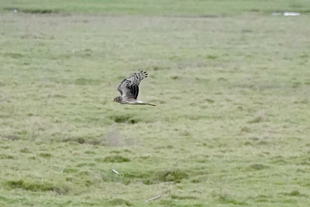 Stuart's birding tweet media