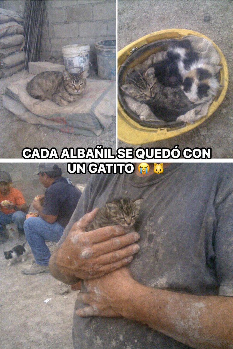 Los albañiles de la obra de enfrente de mi casa adoptaron una gata preñada y lo que pasó después es lo más bonito que he visto en mi cuadra 

La gata apareció hace 4 meses toda flaca y con la panza enorme, se metió a la obra y se echó en un costal de cemento, el maestro de obra