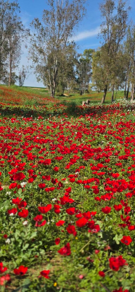 joseveyn's tweet photo. La prinavera en tierras aridas  una linda postal para los hojos.. Pequeña càpsula de la sabiduria. שבוע טוב רבי עקיבא בין ישראל הביתה יוסף בין אחי בסייד חברים עם ישראל חי https://t.co/YR3role5wE