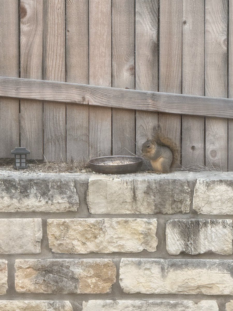 Backyard neighbours 😋
AEB