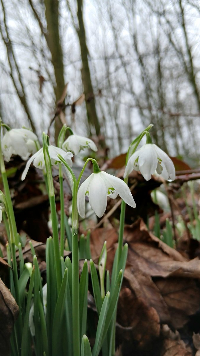 RP_SunnyDays's tweet photo. I've photographed my first snowdrop of 2026 today - and then I found out that it's #NationalSnowdropDay ❤️ Spring is coming 😀 https://t.co/RN9eHDHKLg