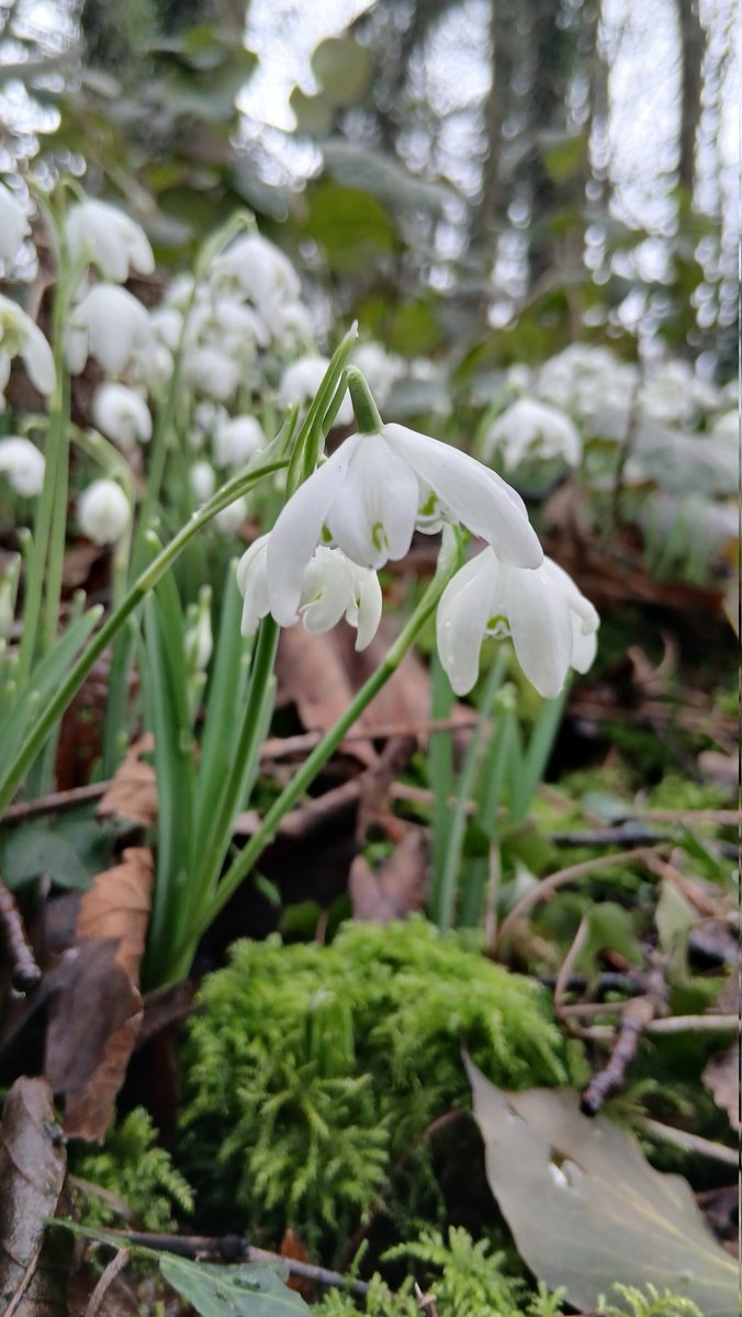RP_SunnyDays's tweet photo. I've photographed my first snowdrop of 2026 today - and then I found out that it's #NationalSnowdropDay ❤️ Spring is coming 😀 https://t.co/RN9eHDHKLg