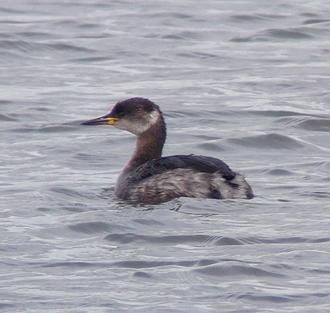 David dack tweet media