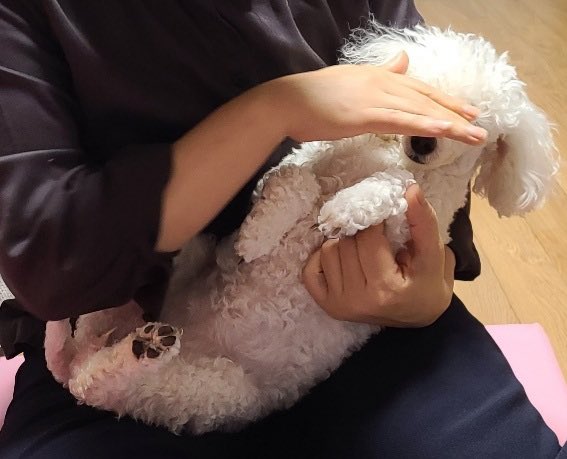 안씻어서 떡진 게으른 햄과
엄마한테 안겨서 잉잉우는 견
(강아지가 속상한 이유-파리사냥 실패)