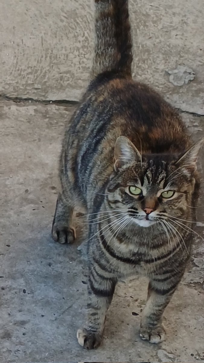 Pojavila se ispred zgrade pre 2 meseca i onda sam je ja uzeo pod svoje...sada je prava lepotica 🙂.