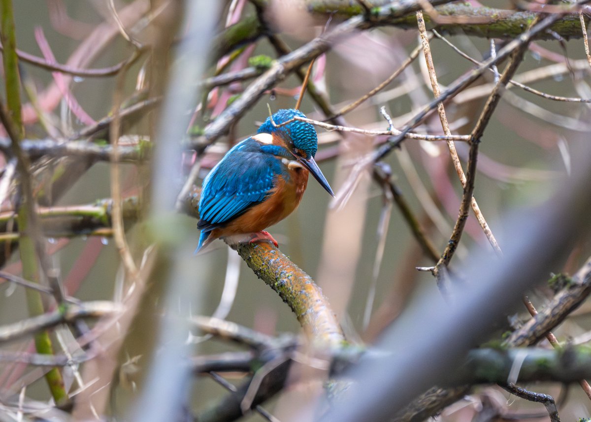 A few views of the Kingfisher from a walk by the River Kelvin in Glasgow yesterday. #birds