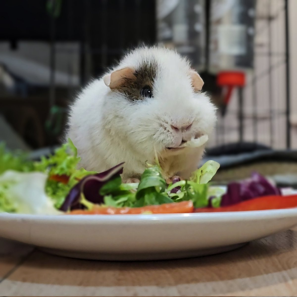 Enid and her supper 🥗
#guineapig