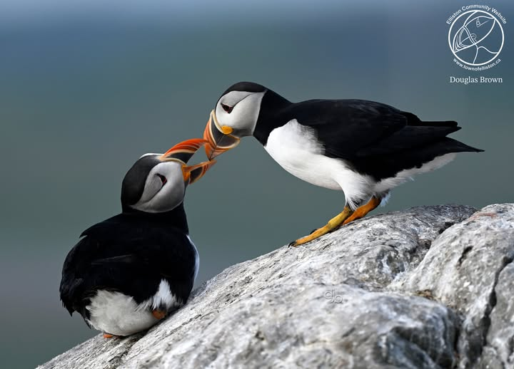 Town of Elliston tweet media