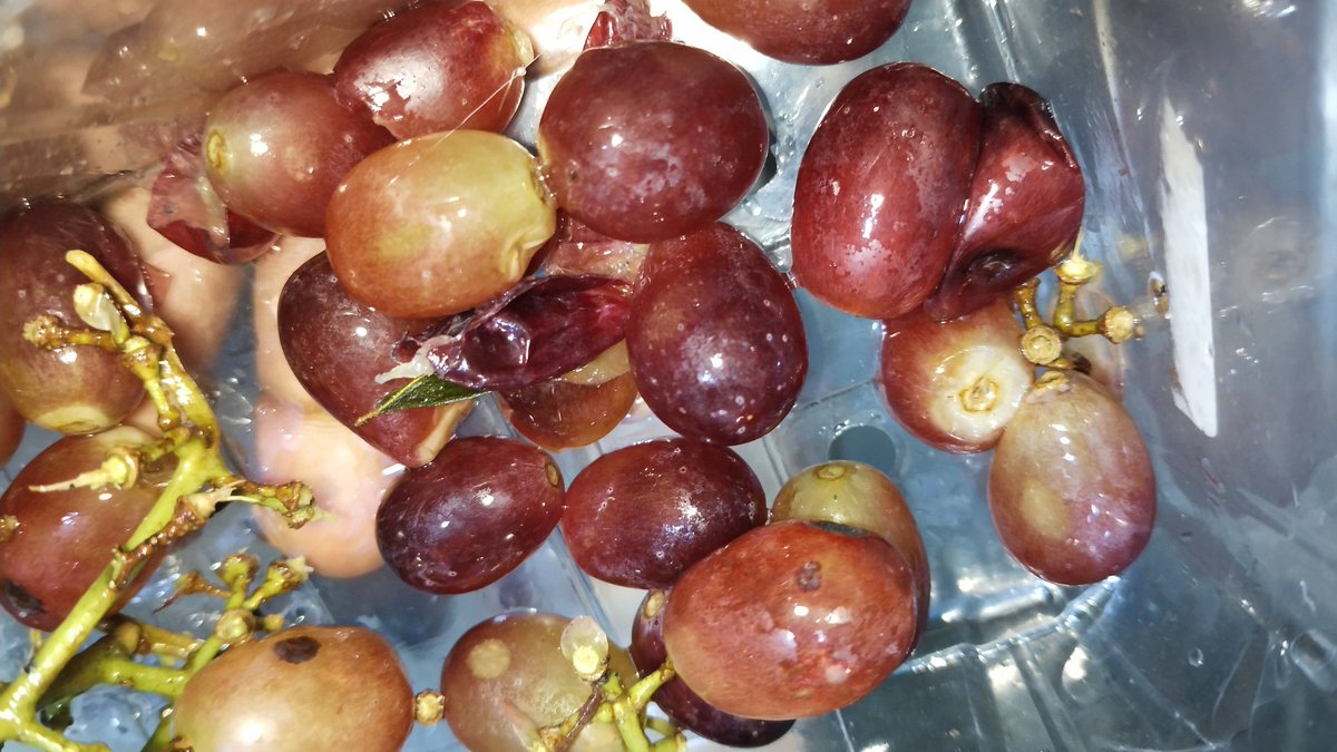 Symoh_'s tweet photo. @CarrefourKe this is very disappointing after being a client for a long time and making orders online, it seems like you guys have low quality assurance. For the first time, I got bad grocery delivery especially fruits. What is this? https://t.co/Hjyal7F773