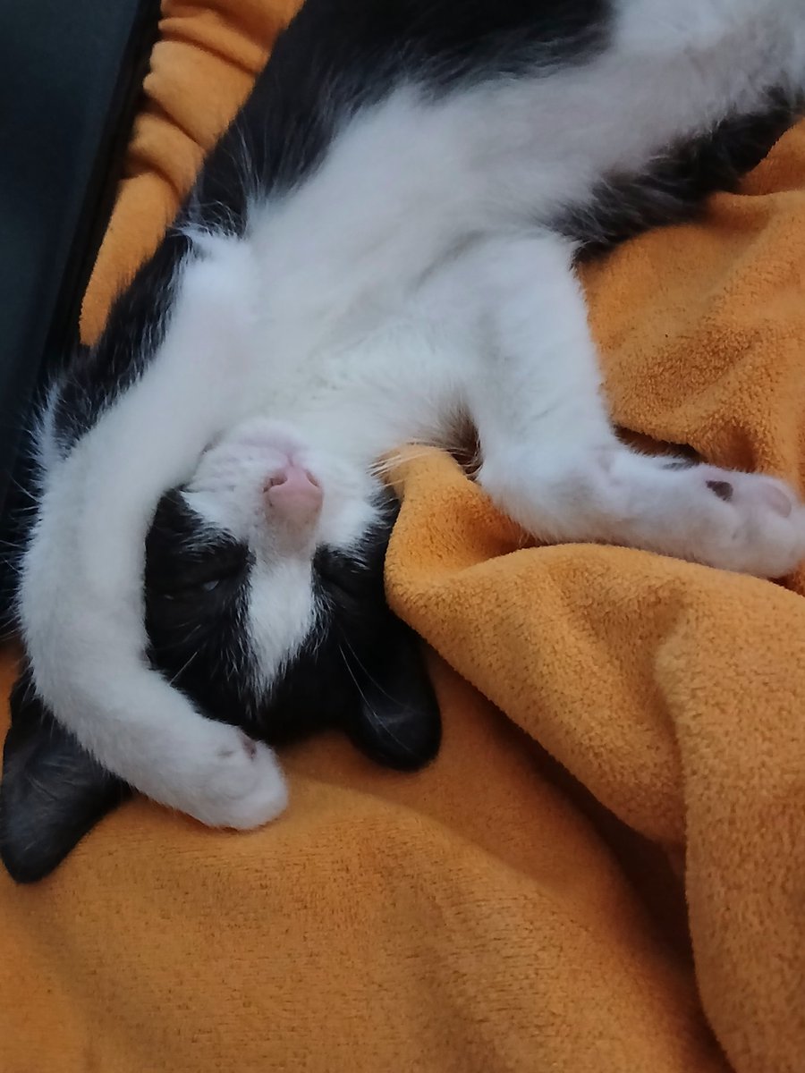 Morrison_H tweet media