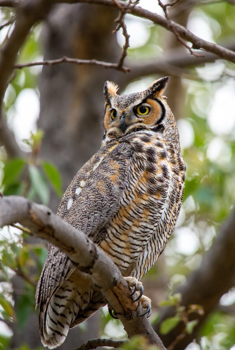 Happy Superb Owl to all who celebrate…