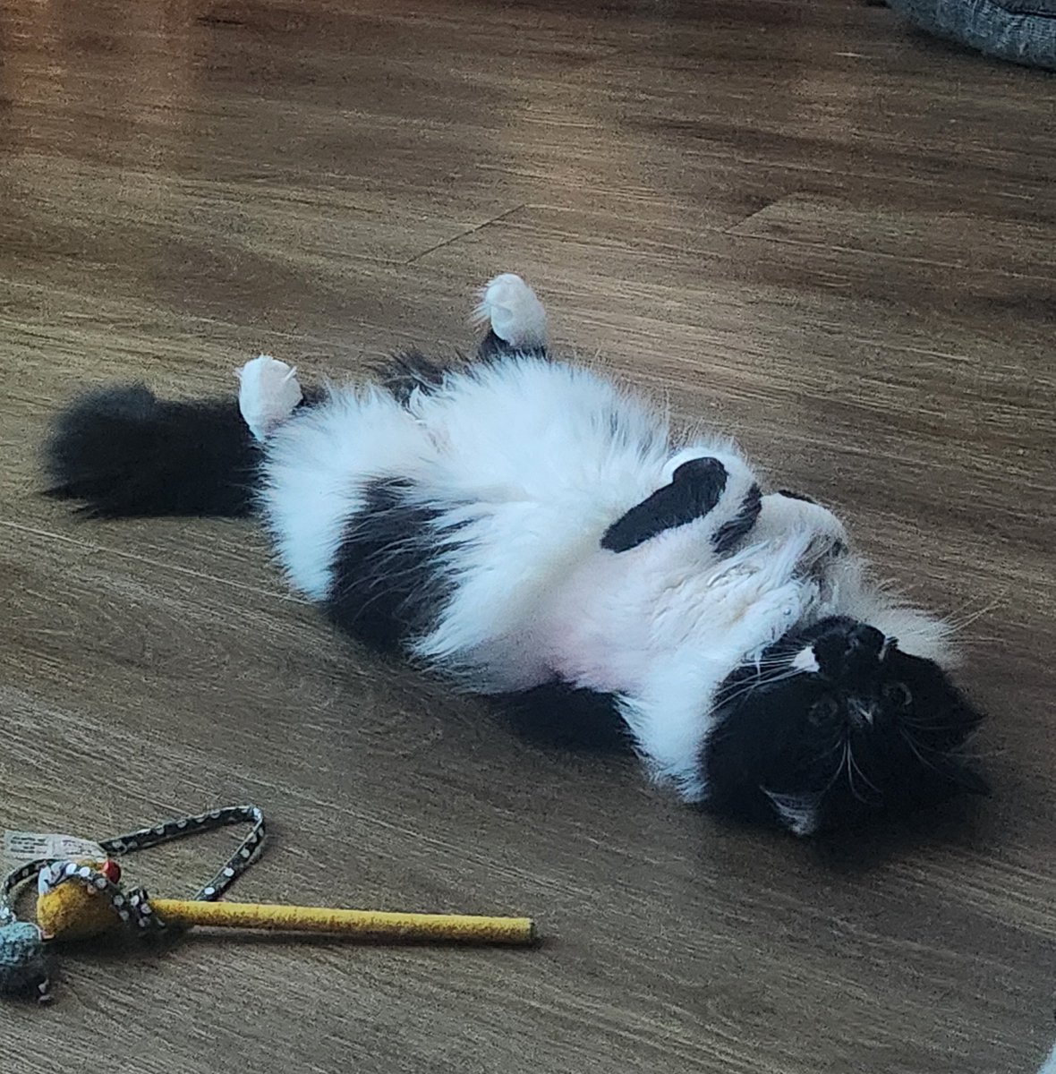 Miss Atomic tweet media