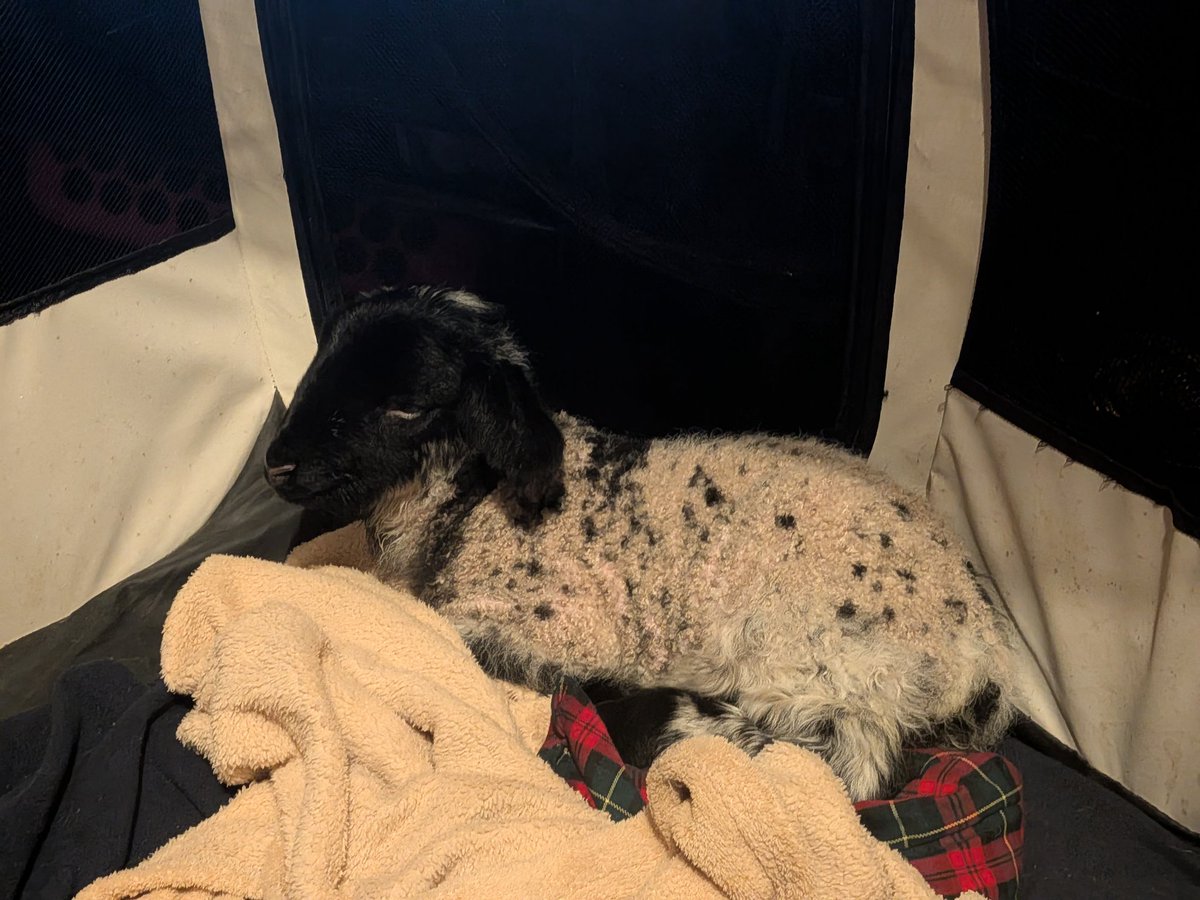 Meet Winnie. Her mum doesn't have enough milk to feed her. In fact, it's not looking like she has enough milk to feed her sister either 😔 

Rosie is loving having Winnie as a sister though!