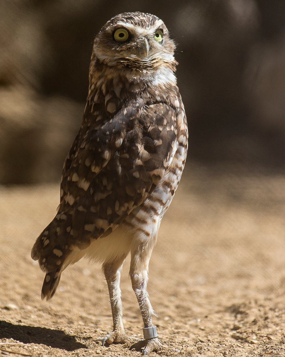 San Diego Zoo Wildlife Alliance tweet media