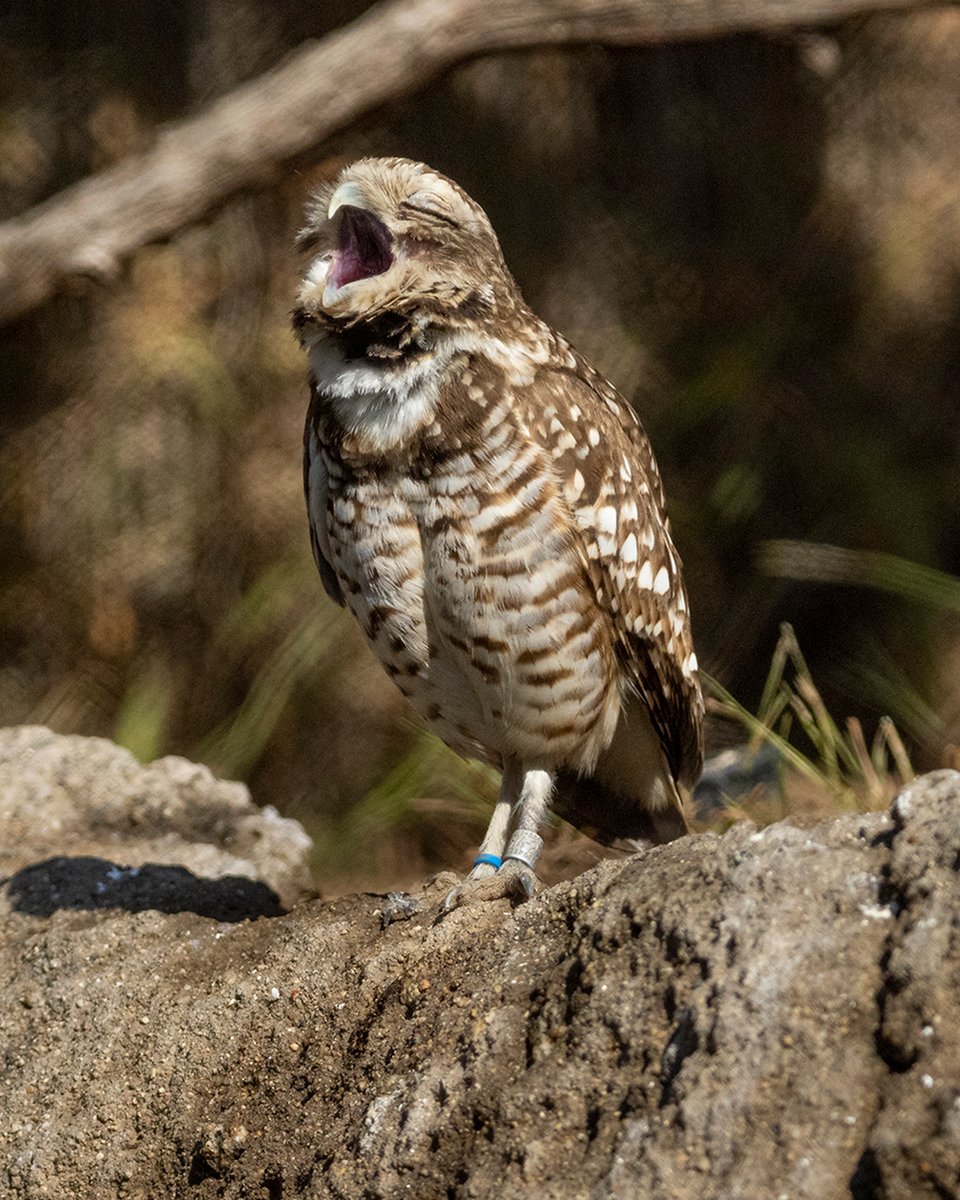San Diego Zoo Wildlife Alliance tweet media