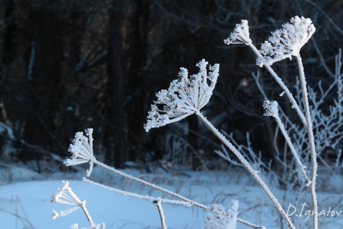 mopexodcod's tweet image. Yesterday I proudly announced I'd tamed the Qoder tiger into speaking perfect Russian. Today the tiger woke up, looked at me, and said: 'English only, comrade.' A few lines in rules later — harmony returned. Apparently tigers need daily reminders. 😄 #Qoder #RussianAI