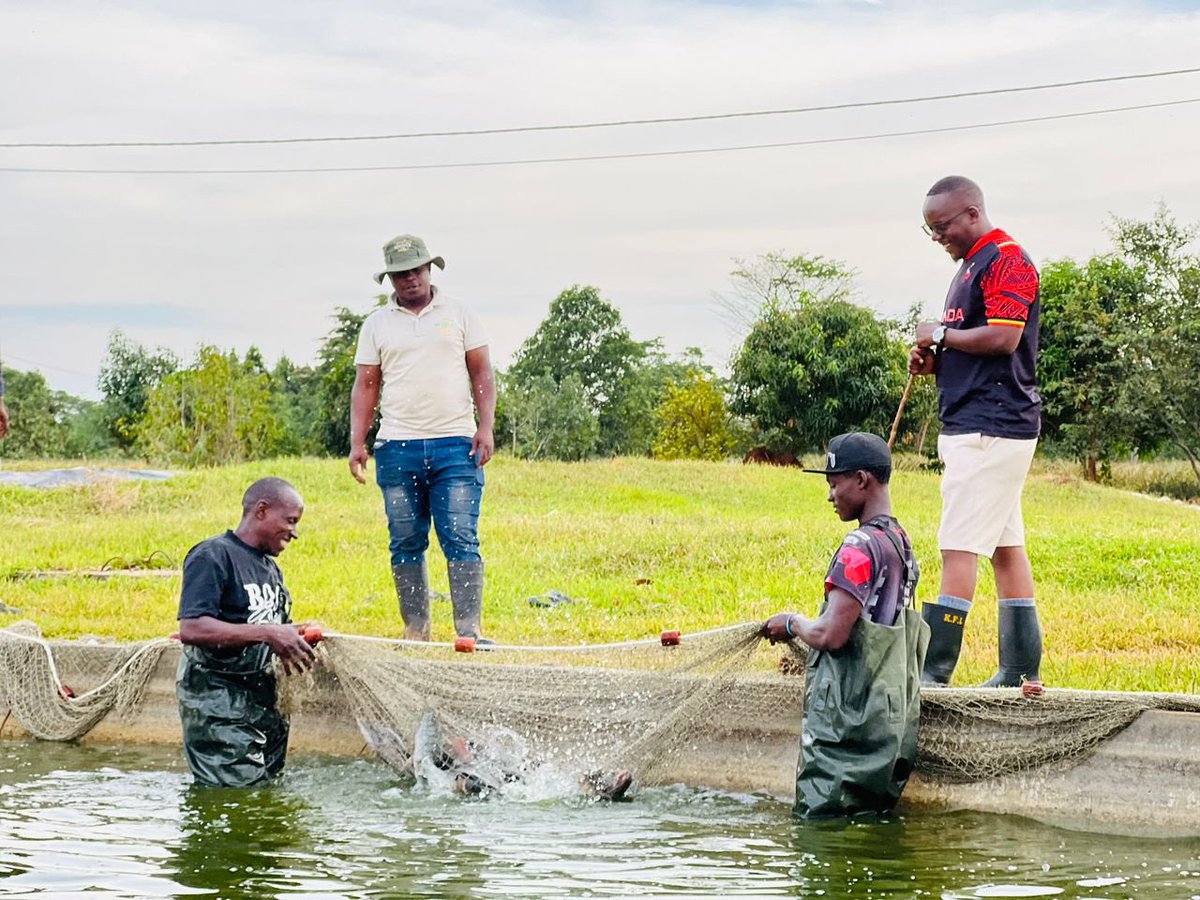 wekesa_amos's tweet photo. Kaynela farms - Kayunga 

These guys have fish ponds and there so much to learn about the fish world at Kaynela farms.

They put sand at the bottom for the breeding type. 

The male fish comes to the sand in a pond and makes a hole, the female comes lays eggs, then the male comes to fertilize the eggs. 

Then the female comes and swallows them and hardly eats after that. 

Even the male fish knows it has to prepare a hole( home) for where the female will lay eggs before he fertilizes them. 

Preparation is critical