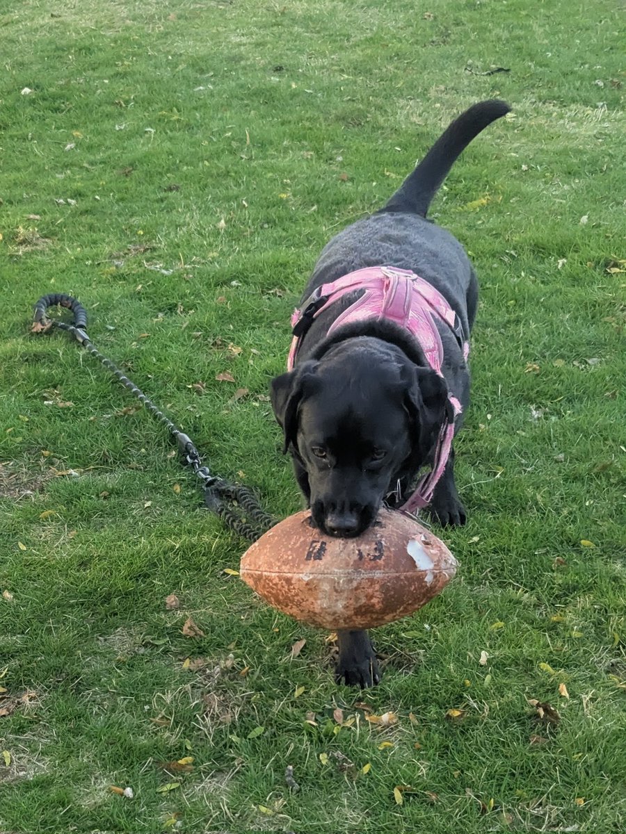 TheUberExplorer's tweet photo. When asked, who are you rooting for in #SuperBowlLX, she said "The Ball". Now she's just resting up for the big game at 2pm, the #PuppyBowl 

#Patriots #Seahawks https://t.co/LE7uK9GyLa