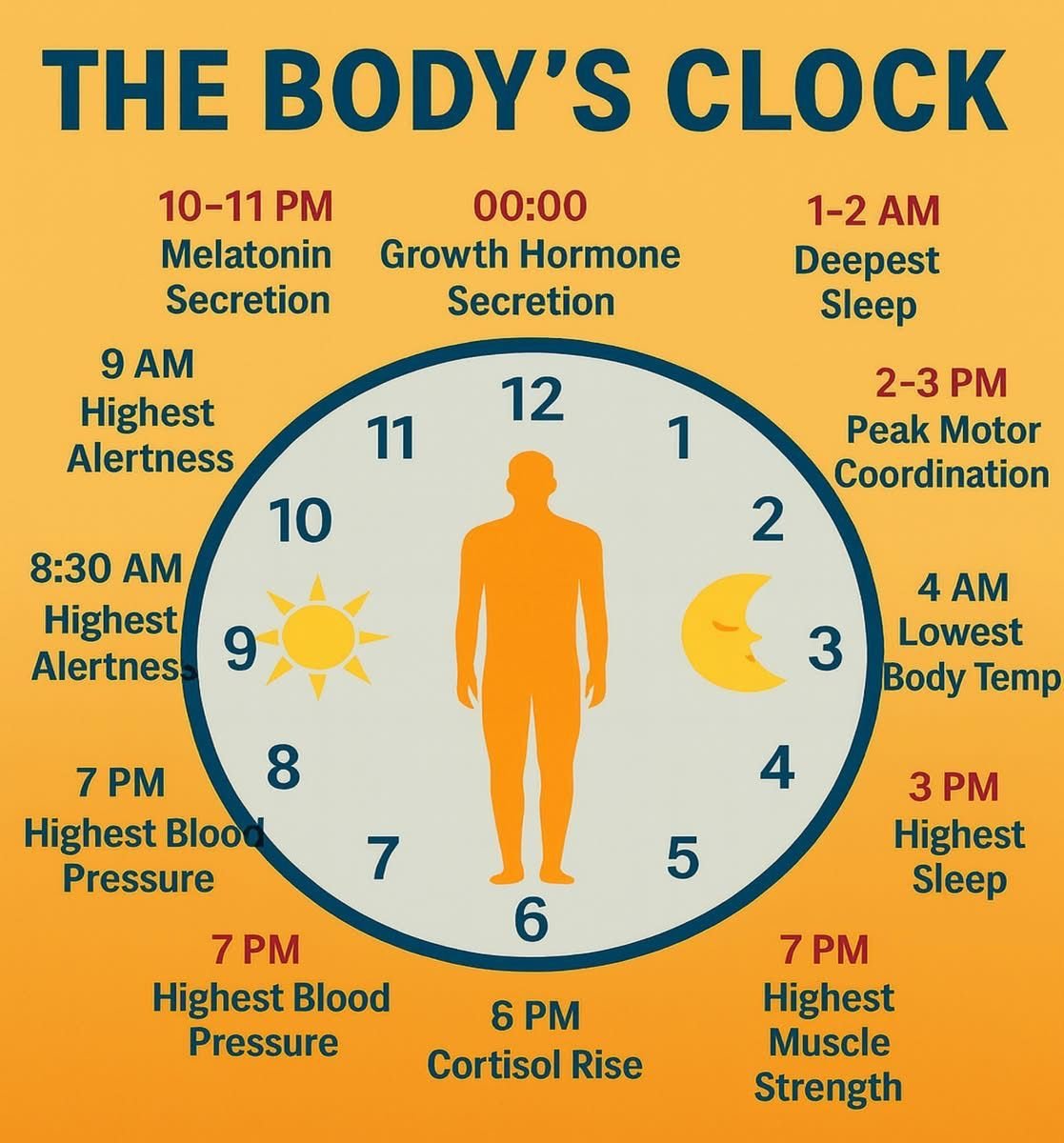 HealthOrganica_'s tweet photo. Tiny shifts in schedule can tilt your energy. What’s your sleep-muscle routine?
#CircadianRhythm #sleeping #Wellness #BioClock #HealthTips https://t.co/WTWoahEQVZ