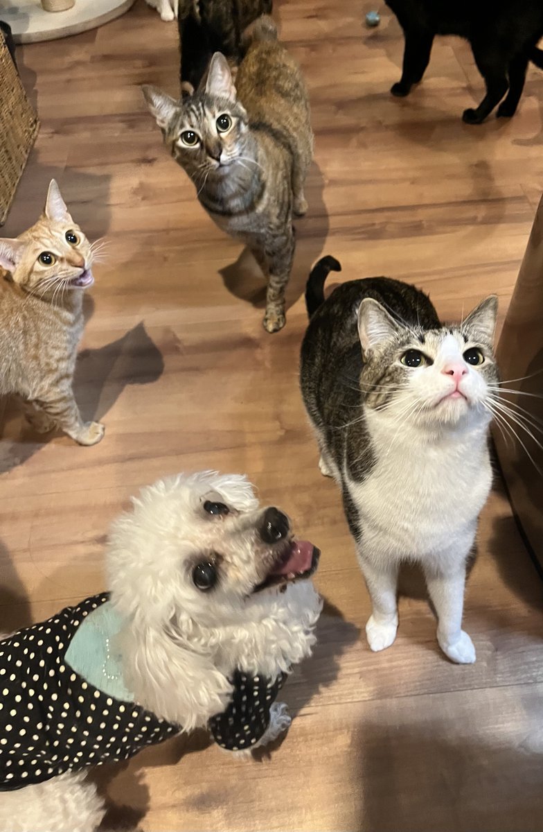 ルン太朗 (@luntaro) / Posts / X