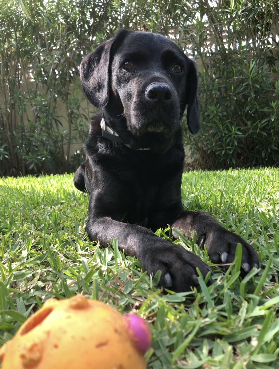 C. Allott tweet media