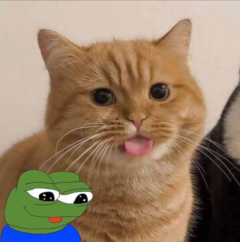 ApusCoin's tweet image. The purrfect meme doesn’t exis…