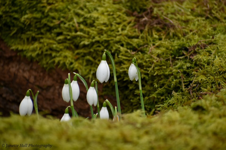 JanetteHall's tweet photo. Snowdrops 🤍 Bank Hall, Bretherton
#bankhall #snowdrops #colours #nature #NaturePhotography #NatureBeauty #naturelovers #green #white #plants #petals #frost #cold #flowers #flower #FlowerPower #FlowerHour #signofspring https://t.co/p7i20mgQLN