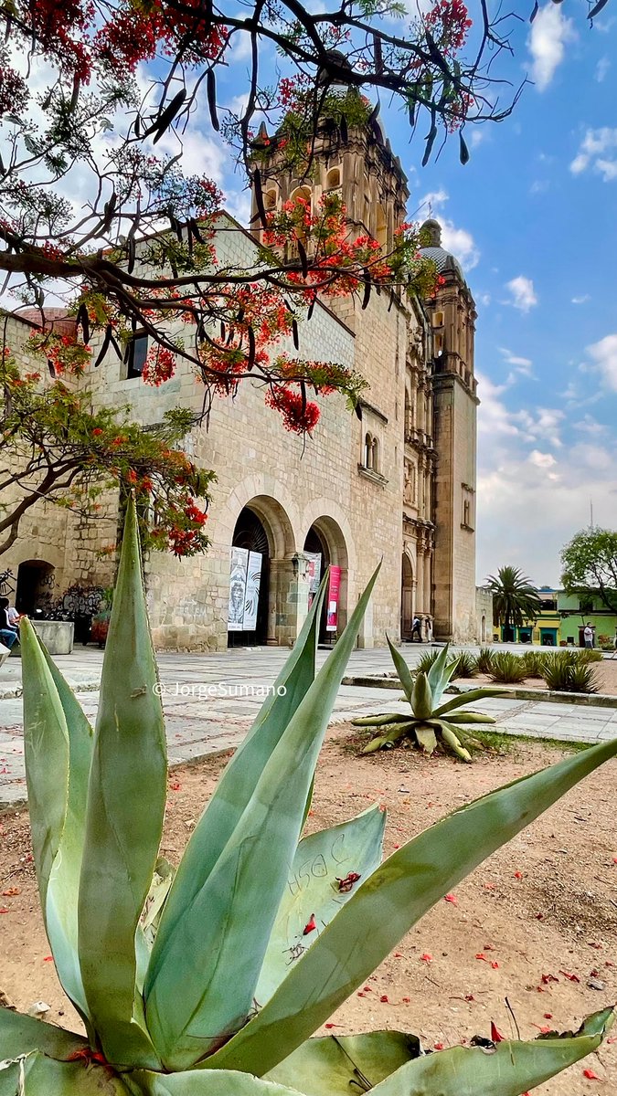 jso_sumano's tweet photo. Fotografía “Los colores de Oaxaca” https://t.co/PL2Z8I11fj