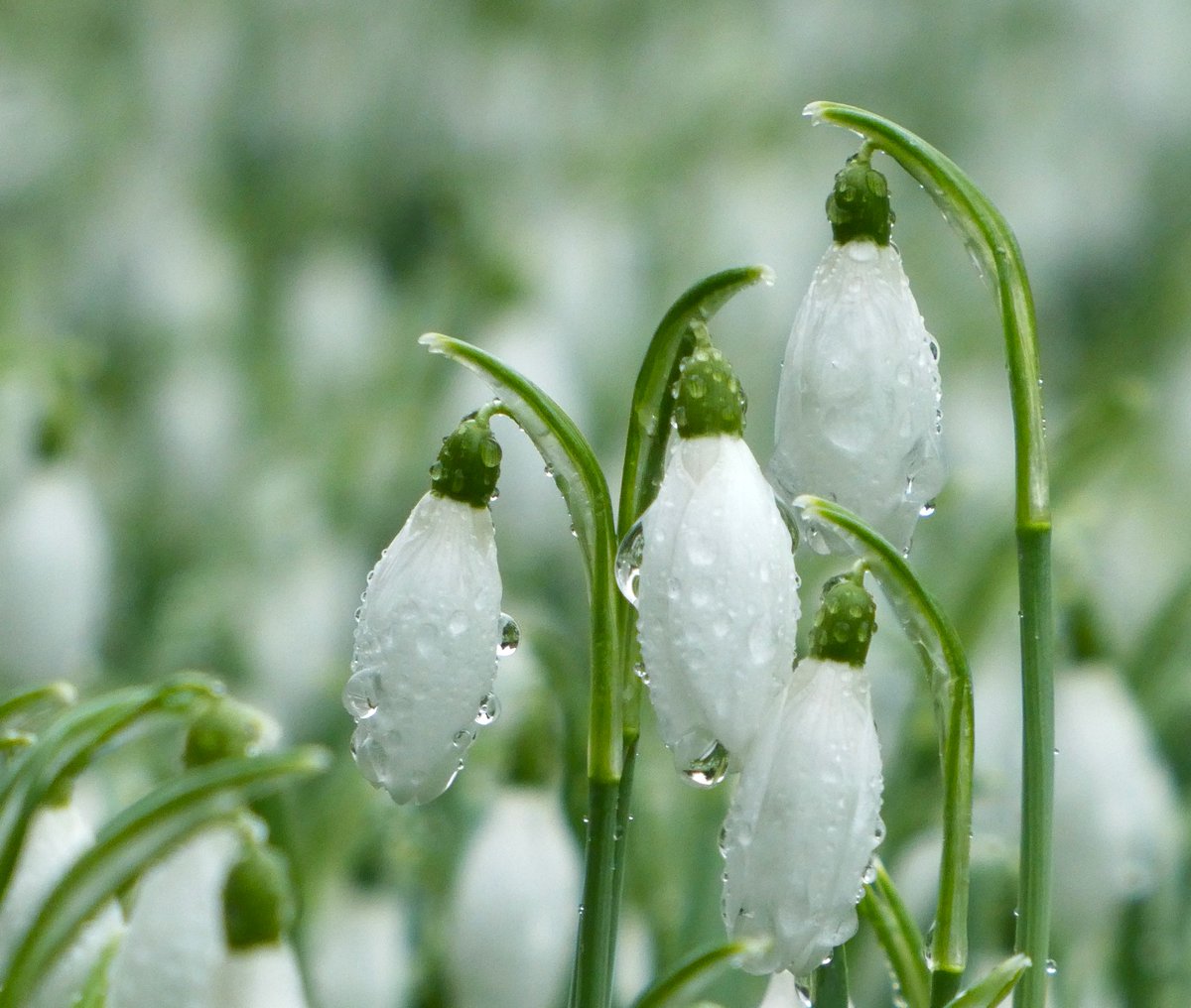 Drifts of snowdrops &amp; winter aconite 🤍💚🤍💛
The snowdrops' botanical name 'Galanthus nivalis' comes from the Greek meaning 'milk-white' (gala) 'flower' (anthos) of the 'snow' (nivalis)🤍
#SignsOfSpring