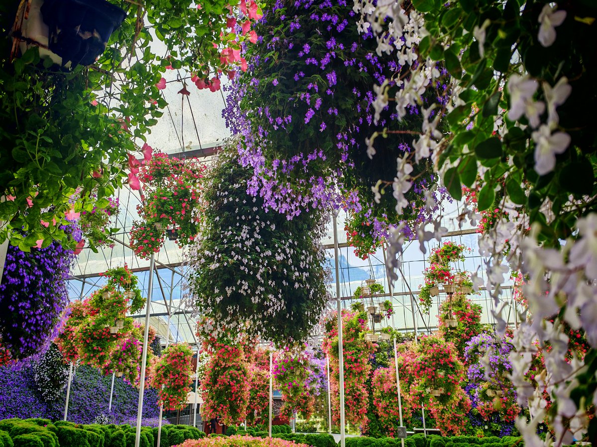 低音炮烏鴉 tweet media