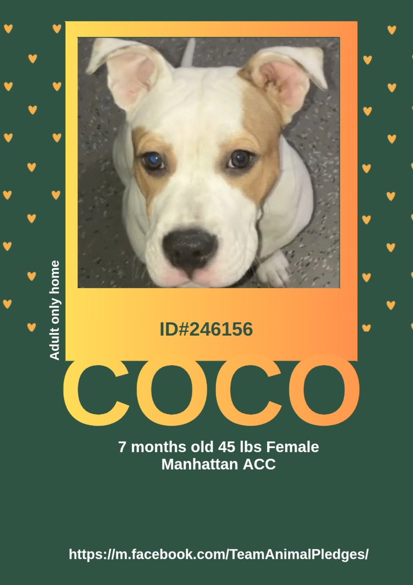 CharBolen's tweet image. COCO ♥️  #246156  7mth Girl ♥️ #NYCACC
It's the time of year to celebrate love ♥️ 
This beautiful precious little sweetheart is 
epitome of LOVE ♥️ In need of a loving home 
and available to adopt!! Come meet her and 
fall in LOVE ♥️
#Adopt ♥️ #Foster #Pledge
LOVE FOREVER ♥️🏡♥️