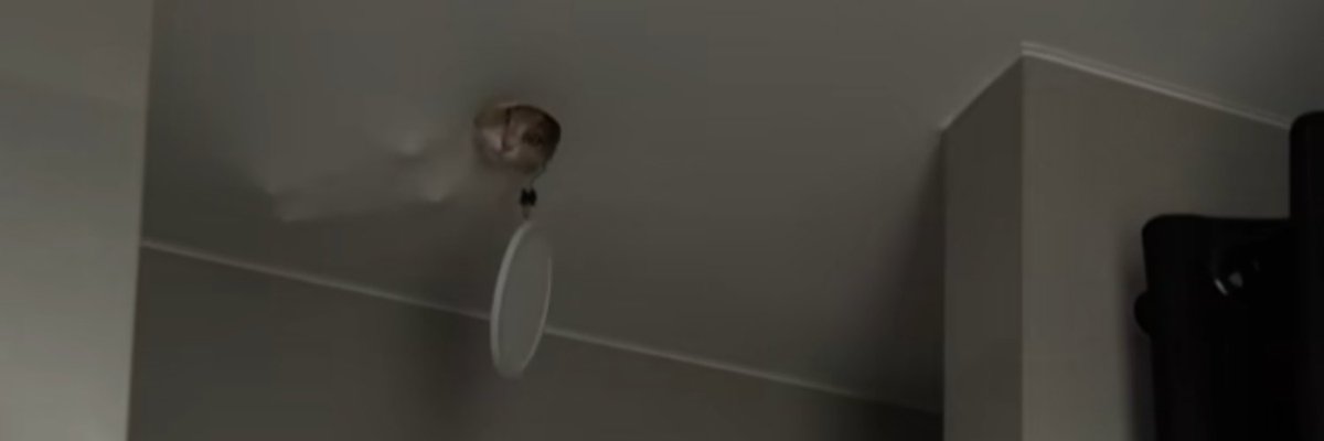 Belliuon's tweet image. This cat went viral with 52m views and 10m likes in 48h for hiding in the ceiling, the whole comment section is memeing the cat

Perfect bearmarket animal runner

X comm - x.com/i/communities/…

TikTok - tiktok.com/@anyamomanya/v…