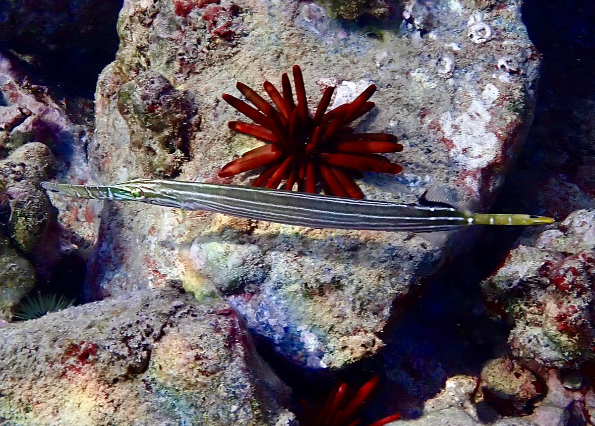 HanaumaOutreach's tweet photo. CRITTER OF THE WEEK (2.7.26):
#PacificTrumpetfish are inflexible & sticklike, these elongated predators are usually gray or brown, but may be bright yellow or, less commonly, almost black.
*PC: Gavin Iwai
#CritteroftheWeek #HawaiiSeaGrant #HBEP #HanaumaBayEducationProgram #MLCD https://t.co/xg74s7Qev1