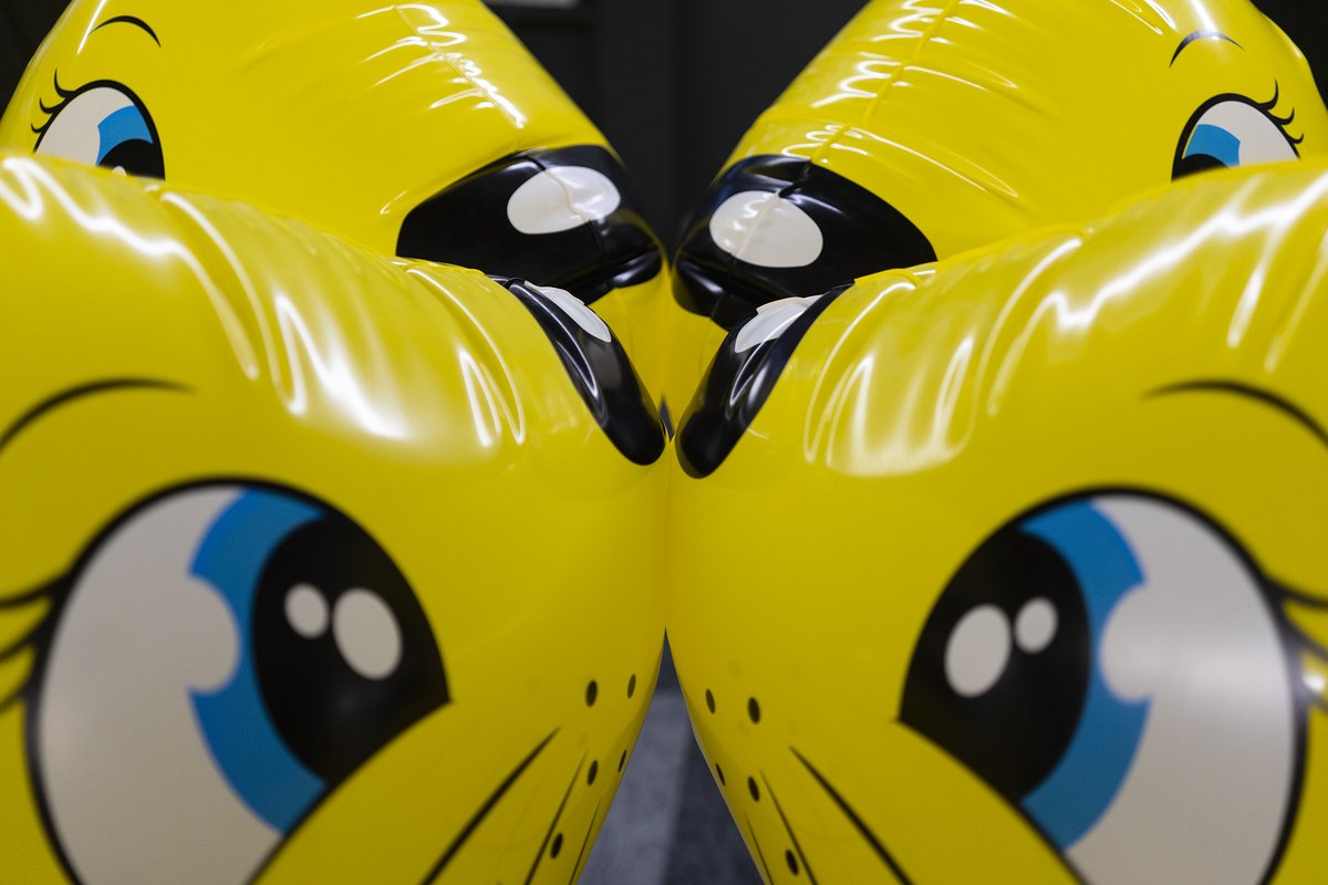 Buteo Mlvus tweet media