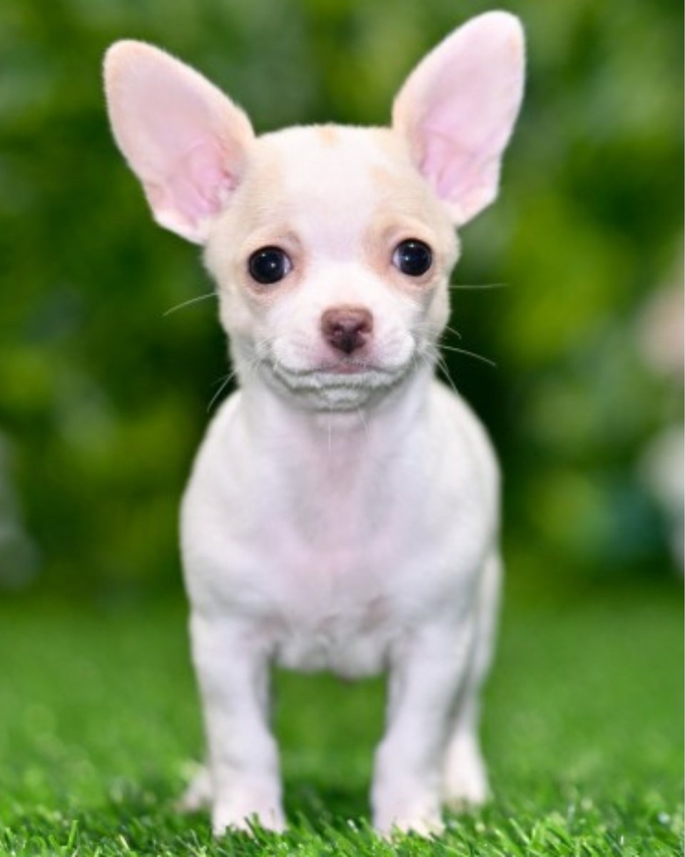 Tiny paws, BIG personality. Sylvan is an adorable Chihuahua with a sweet heart and a confident little strut. Send us a message or visit Blue Sky Puppies today to meet him in person!

#BlueSkyPuppies #SylvanTheChihuahua #ChihuahuaPuppy #ChihuahuaLove #TinyDogBigLove #PuppyLove