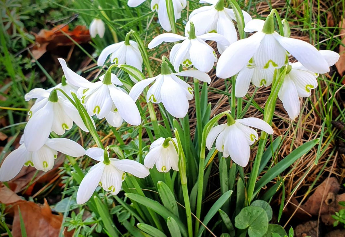 Sunday Snowdrops in Ashton-In-Makerfield on #NationalSnowdropDay 🤍🌿
#FEBRUARY_8