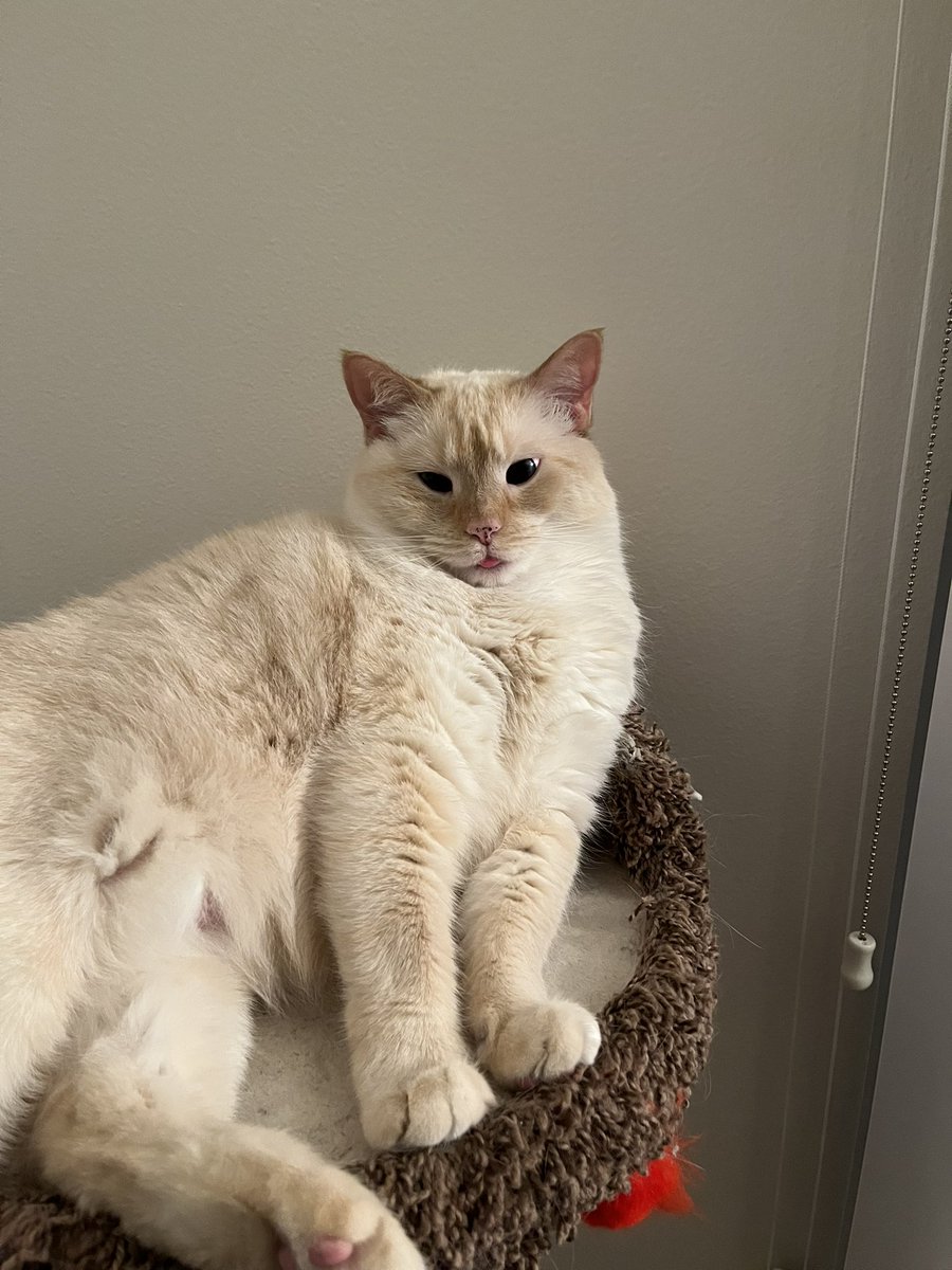 OMG she did the blep face again!