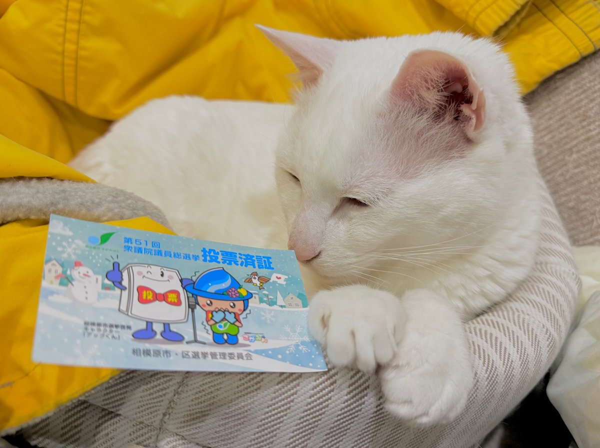 姫野かげまる🐾Kagemaru_Himeno tweet media