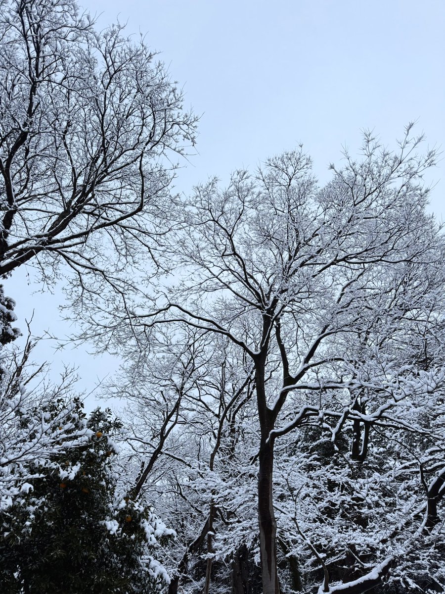 姫野かげまる🐾Kagemaru_Himeno tweet media